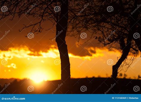 Naked Trees On A Bright Orange Evening Sky Background My Xxx Hot Girl