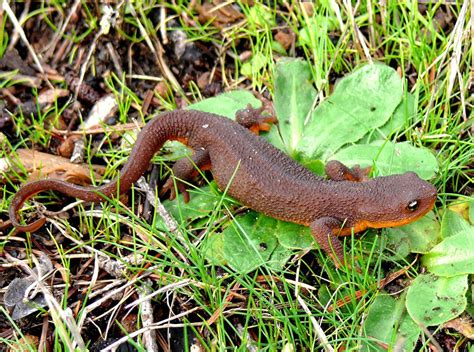 Which Salamanders Are Poisonous WHICHSG
