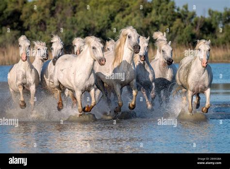 Herd Of White Horses Running Through The Water Image Taken In Camargue