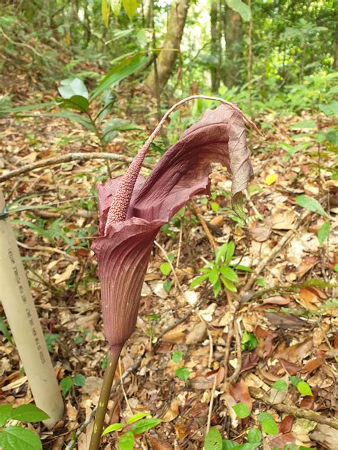 11 New Plant Species Discovered In The Philippines In 2020