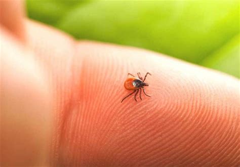 Tick Bite May Cause Red Meat Allergy Science News Tasnim News Agency