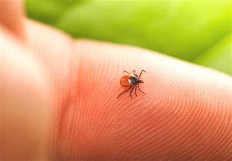 Tick Bite May Cause Red Meat Allergy - Science news - Tasnim News Agency