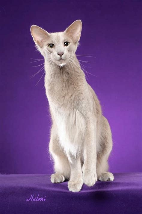 They began crossing siamese with other breeds like russian blues, british shorthairs and abyssinians. Photo of Oriental Longhair - PoC