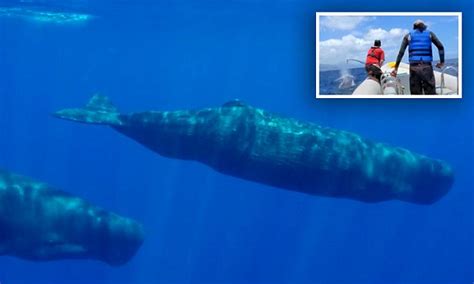 Blue Planet Used Camera With Suction Cups To Film Whales