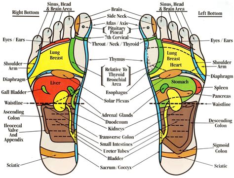 Reflexology Foot Chart Terapia De Relajacion Salud Alternativa Salud Corporal
