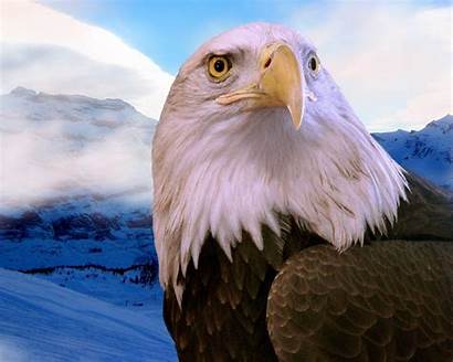 Eagle Desktop Bald Wallpapers Eagles Backgrounds Background