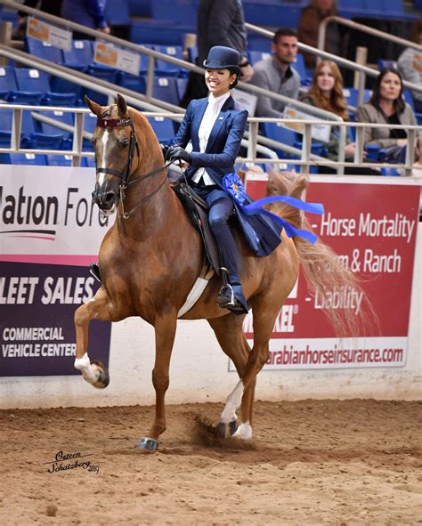 Scottsdale Arabian Horse Show 2023 2023