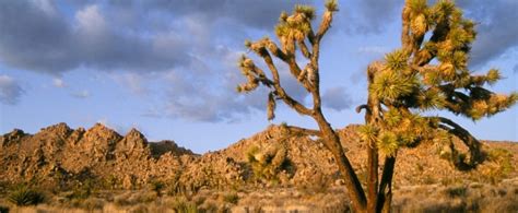 Late Afternoon At Joshua Tree National Park Cal Wallpapers Wallpapers