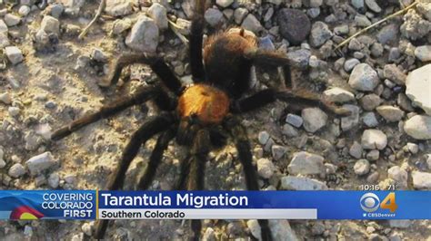 Thousands Of Tarantulas Expected To Crawl Through Colorado Looking For