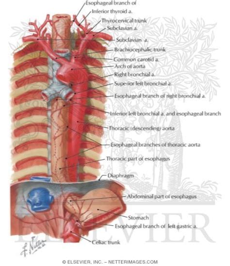 The Descending Aorta And Its Branches