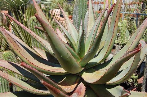 50 Interesting Types Of Aloe Plants With Pictures Succulent Alley