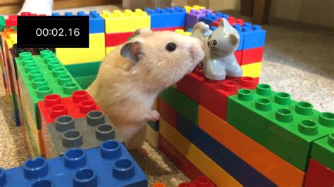 Hamster Maze Youtube