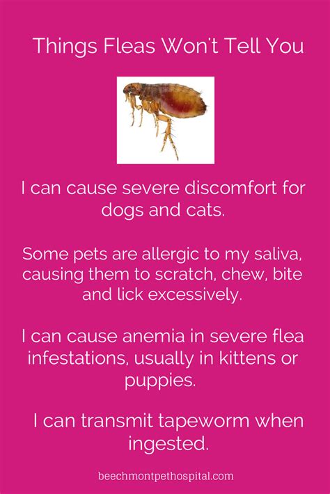 Facts About Fleas You May Not Know Fleas Pet Health Health Tips