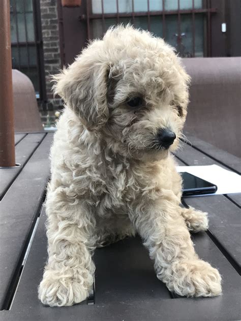Puppyfind will help you find the perfect puppy quick and easy! Miniature Poodle Puppies For Sale | Staten Island, NY #301188