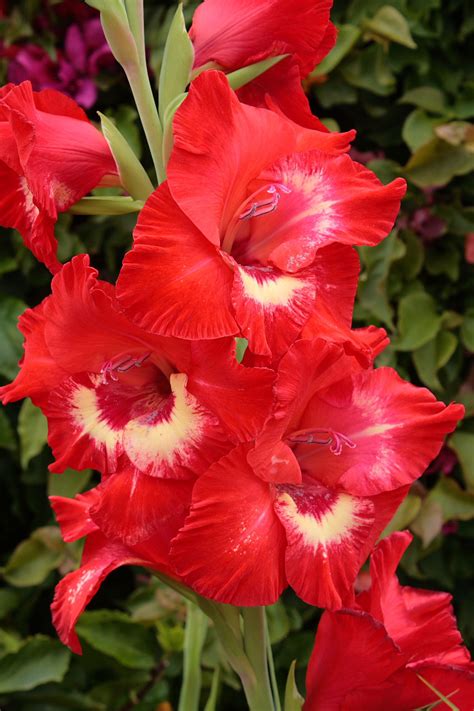 The yellow part fits in the holes in my feeder, but the white doesn't. Red And White Gladiolus Free Stock Photo - Public Domain ...