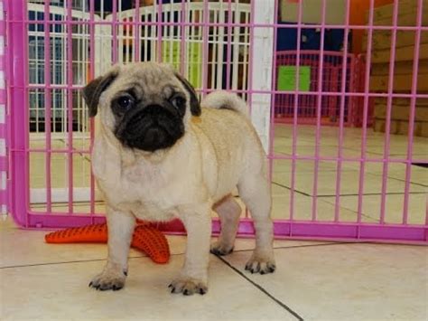 Here, we understand your thoughts and have selected the best results for craigslist puppies for sale texas. Not, PuppyFind, Craigslist, Oodle, Kijiji, Hoobly, eBay ...
