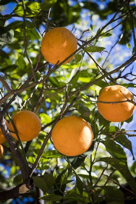 Ripening Oranges On Tree On Sunny Day Stock Image Image Of Tree
