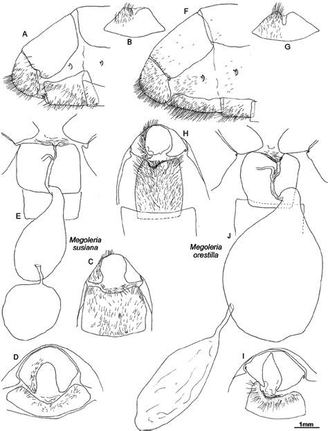 Female Abdomen And Genitalia Af Lateral View Abdomen Terminal