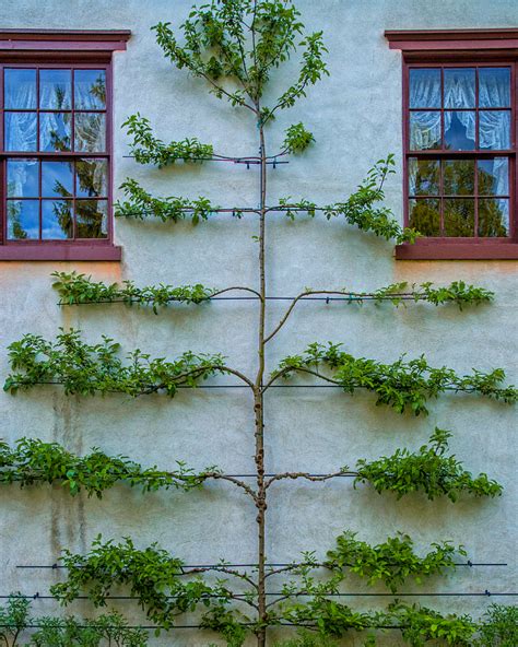 Inspiring Photo Wall Tree 15802715