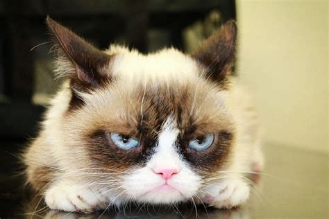 Meme Do Gato 5 Memes Mais Engraçados De Pets Blog Da Cobasi