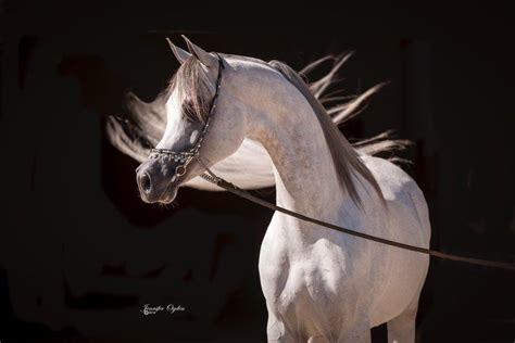 Arabian Times›› арабские лошади Arabian Stallions Arabians Arabian