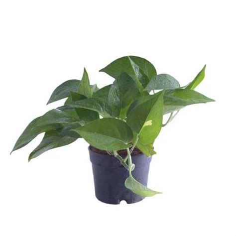 Money Plant Green At Rs 245piece Lucky Plant In Pune Id 13235299733