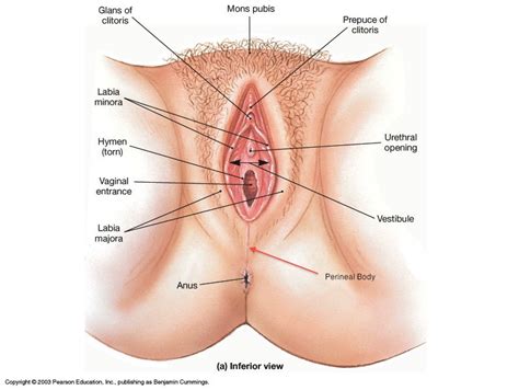 10000+ results for 'labelled diagram body parts'. Causes of Female Sexual Dysfunction - Treatments - Plano ...