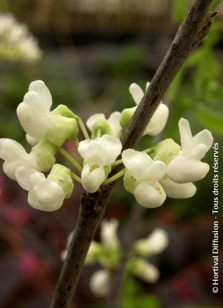 Cercis Canadensis Royal White Minier Solution Pro