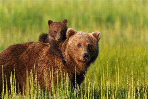 Brown Bear Sow And Cubs Lake Clark National Park Alaska Photos By