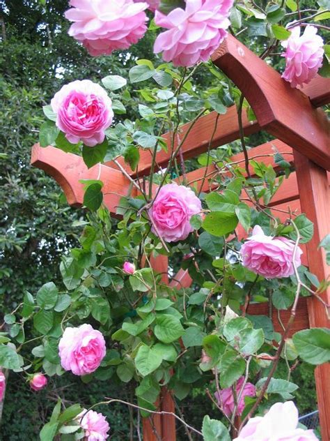 Transplanting A Climbing Rose Climbing Roses Garden Shrubs Flower Pots