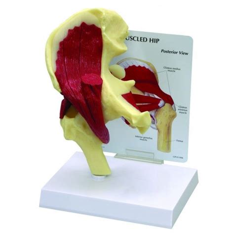 Muscled Hip Joint Anatomy Model
