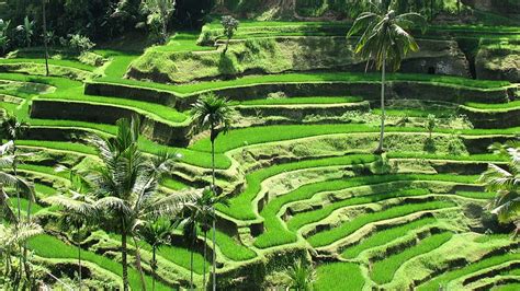 Ubud Bali Wallpaper