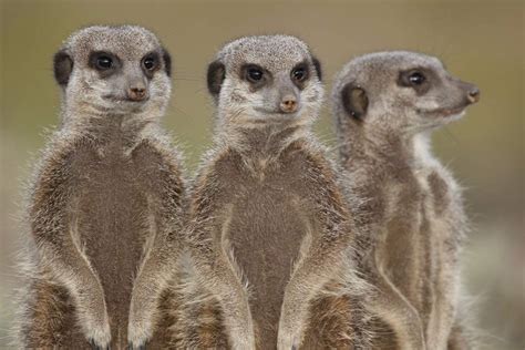 Meerkats In The Wild In The Karoo South Africa Insight Guides Blog