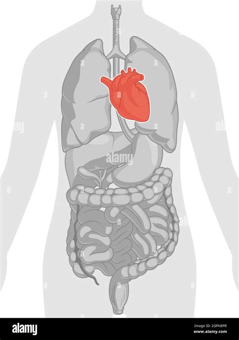 Heart Organ Cardiovascular System Body Part Anatomy Cartoon Drawing
