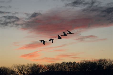 Free Images Bird Cloud Sky Sunrise Sunset Morning Dawn Flock