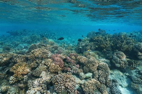 Coral Reef Under The Sea Pacific Ocean Stock Photo Image Of Scenic