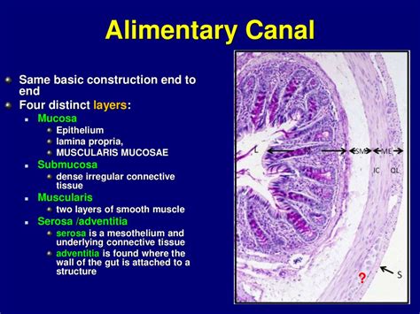 Esophagus stomach - online presentation