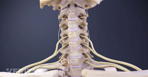 Cervical Nerve Anatomy Animation Nerve Anatomy Spinal Nerve