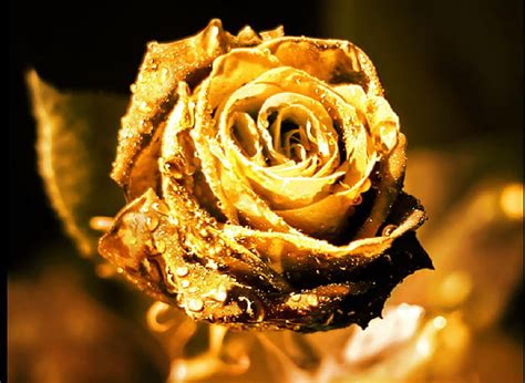Magical Golden Rose Pretty Lovely Rose Delicate Gold Nice Plants