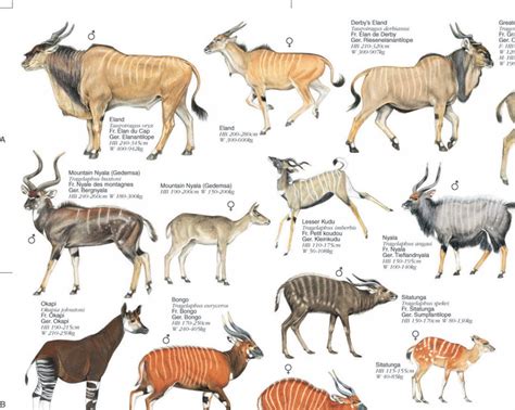 The african continent is home to a diverse group of animals. Ungulates of Africa - Poster: The Grazers and Browsers ...