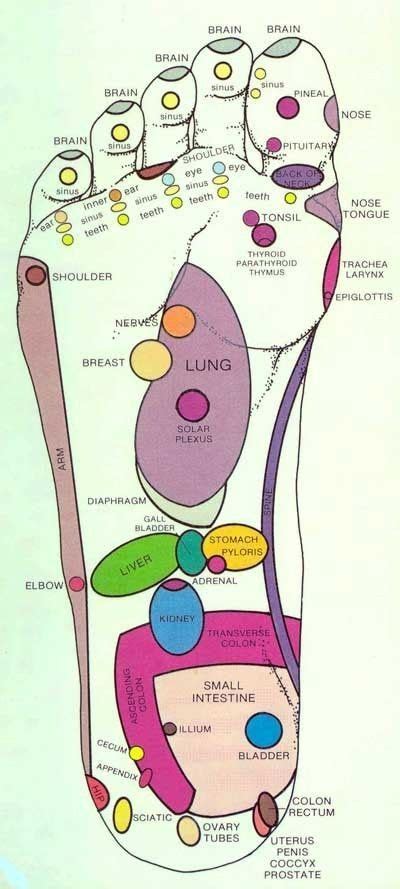 Foot Reflexology Chart T Ry Rubbing The Tips Of Your Toes When You