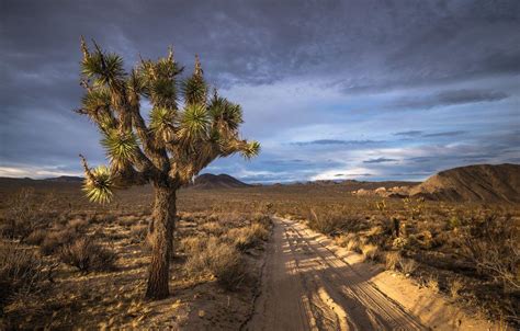 Joshua Tree Wallpapers Wallpaper Cave