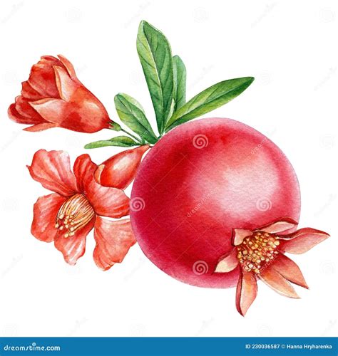 Branch With Pomegranate Flowers Watercolor Illustration Stock