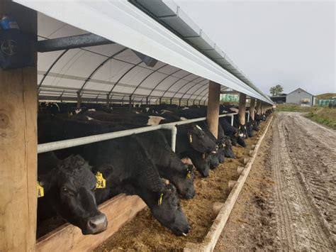 Managing The Feed And Nutrition Of Your Dairy Herd Smart Shelters Nz