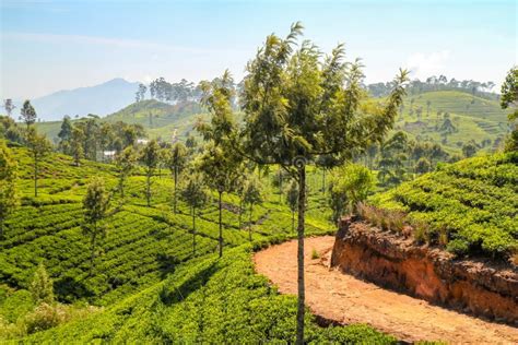 Green Agriculture In The Mountains At Haputale In Sri Lanka Stock Photo