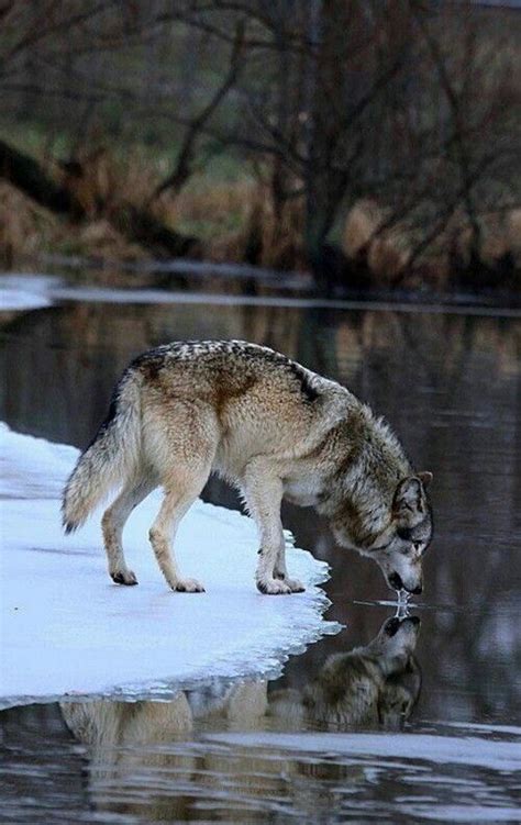 Beautiful Thirsty Wolf Wolf Dog Wolf Spirit Animal Wolf Photos