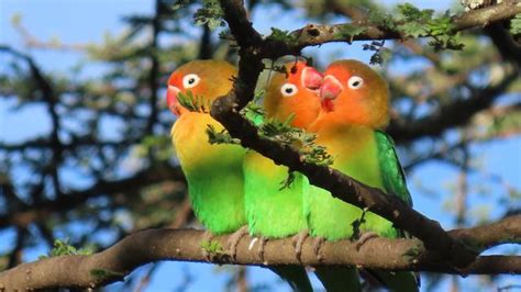 Awalnya burung ini ditemukan di timur laut tanzania dan dikembangkan pertama kali di kenya. 12 Jenis Lovebird Tercantik dan Daftar Harganya, Kenali ...