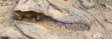 New Discoveries In Fossils That Refute Darwinism Ignored By Evolutionists