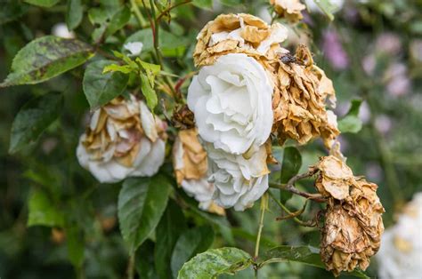 Wilted Rose 9 Main Causes And Helpful Solutions