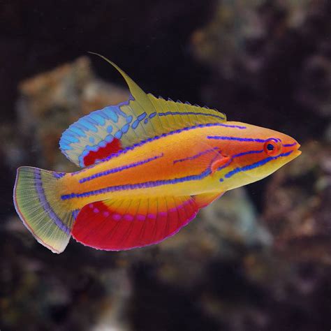 The Flashiest Of Wrasses The Mccoskers Wrasse Bulk Reef Supply